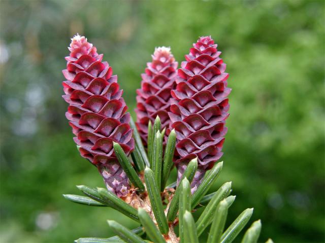 Smrk omorika (Picea omorika (Pančič) Purkyně)