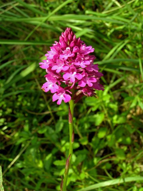 Rudohlávek jehlancovitý (Anacamptis pyramidalis (L.) L. C. Richard)