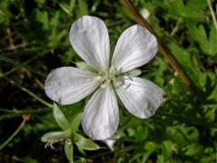Kakost bahenní (Geranium palustre L.) - květ bez barviva (1b)