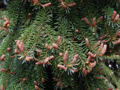 Smrk omorika (Picea omorika (Pančič) Purkyně)