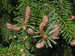 Smrk omorika (Picea omorika (Pančič) Purkyně)