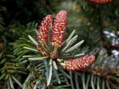 Smrk omorika (Picea omorika (Pančič) Purkyně)