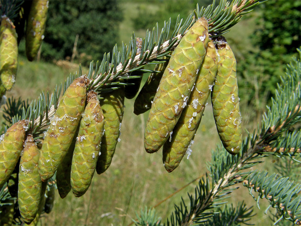 Smrk omorika (Picea omorika (Pančič) Purkyně)