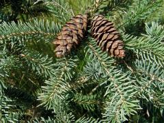 Smrk omorika (Picea omorika (Pančič) Purkyně)