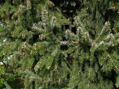 Smrk omorika (Picea omorika (Pančič) Purkyně)