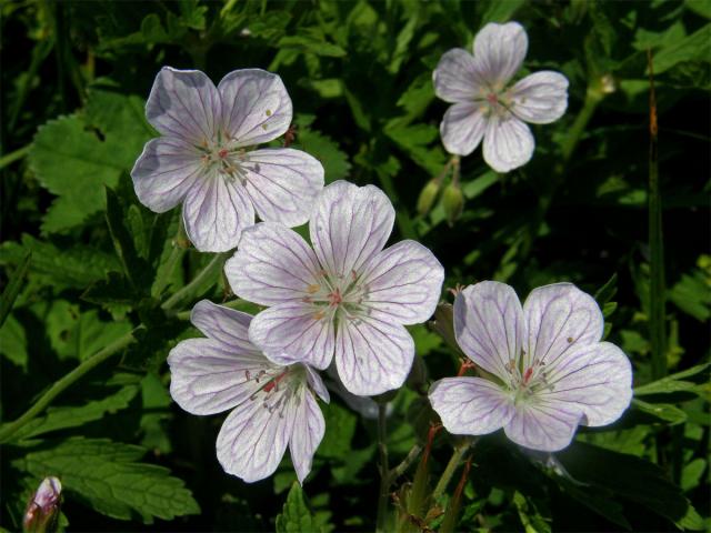 Kakost lesní (Geranium sylvaticum L.) - květy se zbytky barviva (2)