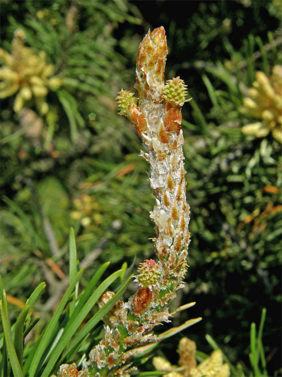 Borovice Banksova (Pinus banksiana Lamb.)