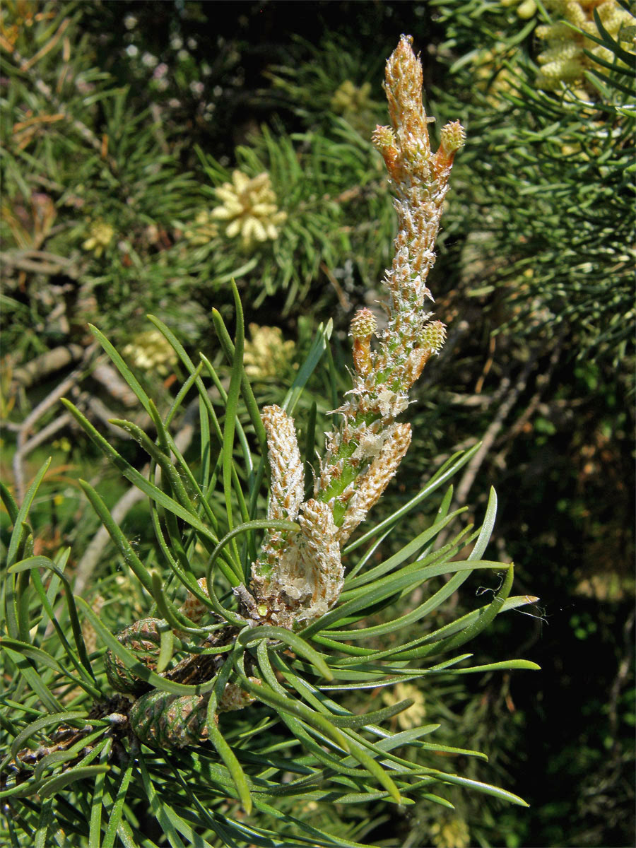 Borovice Banksova (Pinus banksiana Lamb.)