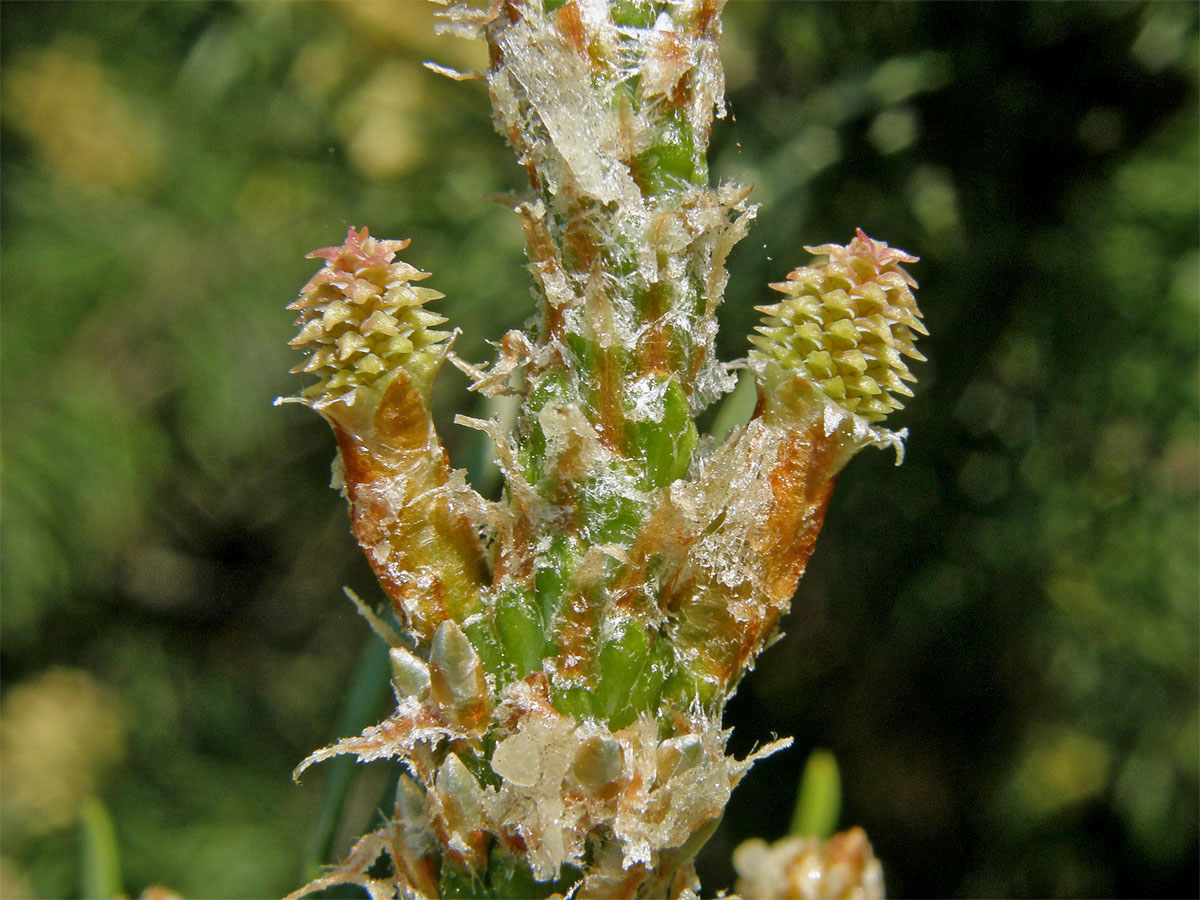 Borovice Banksova (Pinus banksiana Lamb.)