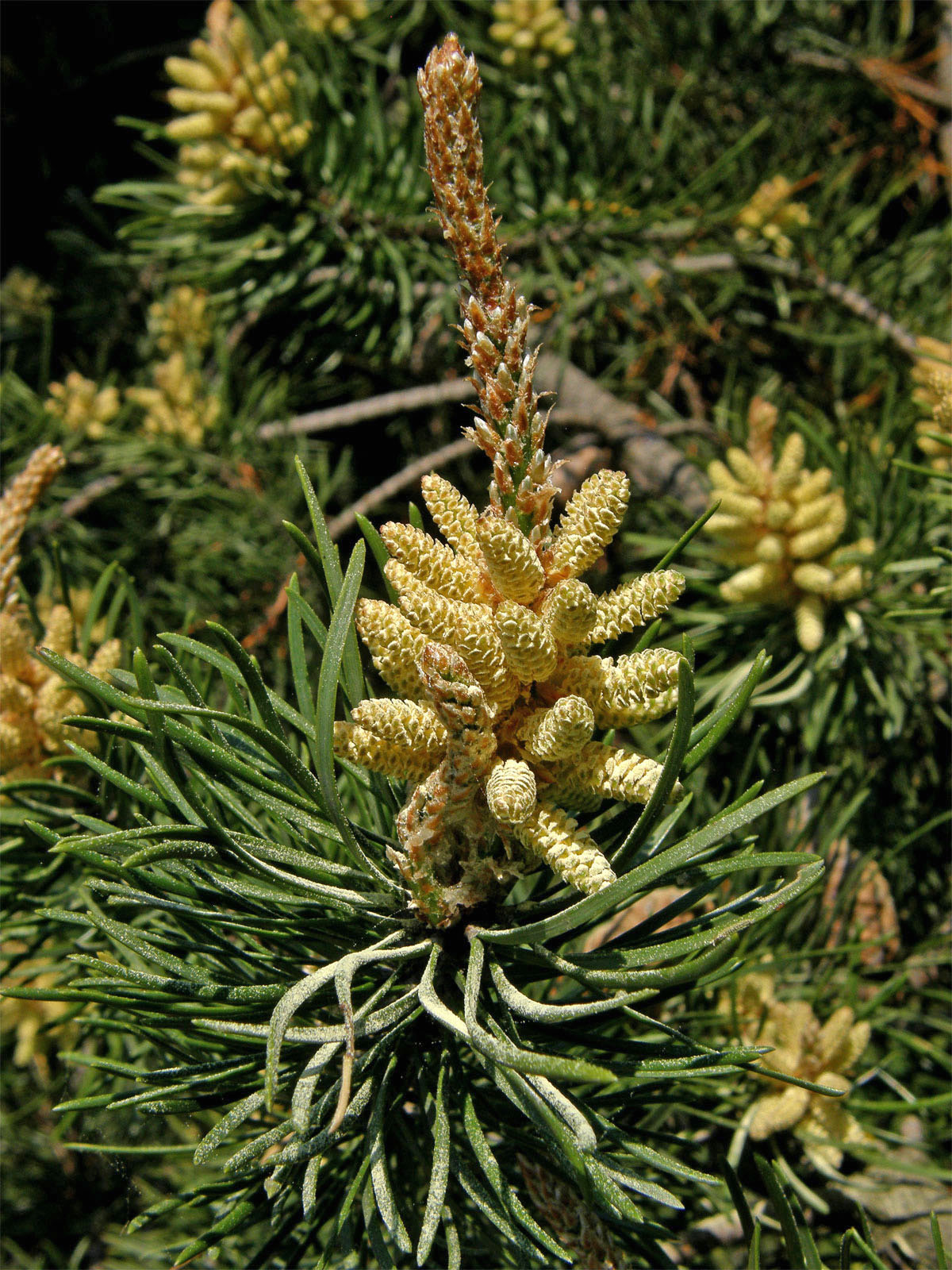 Borovice Banksova (Pinus banksiana Lamb.)