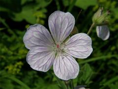 Kakost lesní (Geranium sylvaticum L.) - květ se zbytky barviva (1)