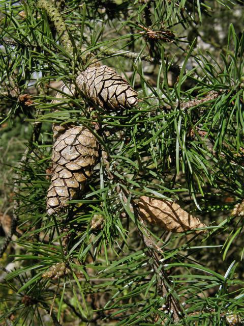 Borovice Banksova (Pinus banksiana Lamb.)