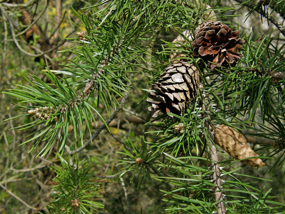 Borovice Banksova (Pinus banksiana Lamb.)