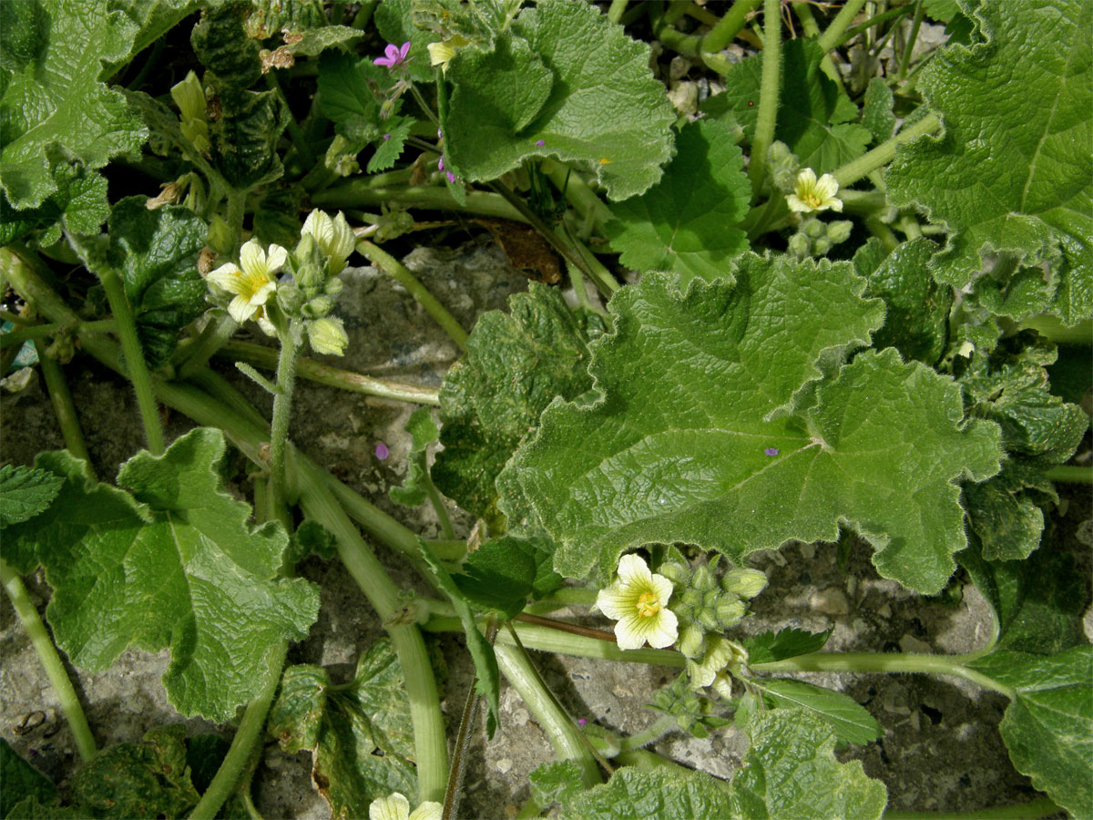 Tykvice stříkavá (Ecballium elaterium (L.) A. Rich.)