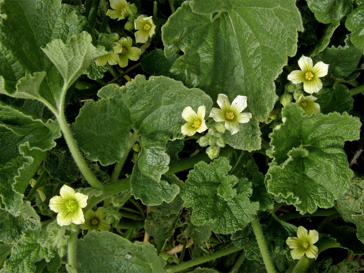 Tykvice stříkavá (Ecballium elaterium (L.) A. Rich.)