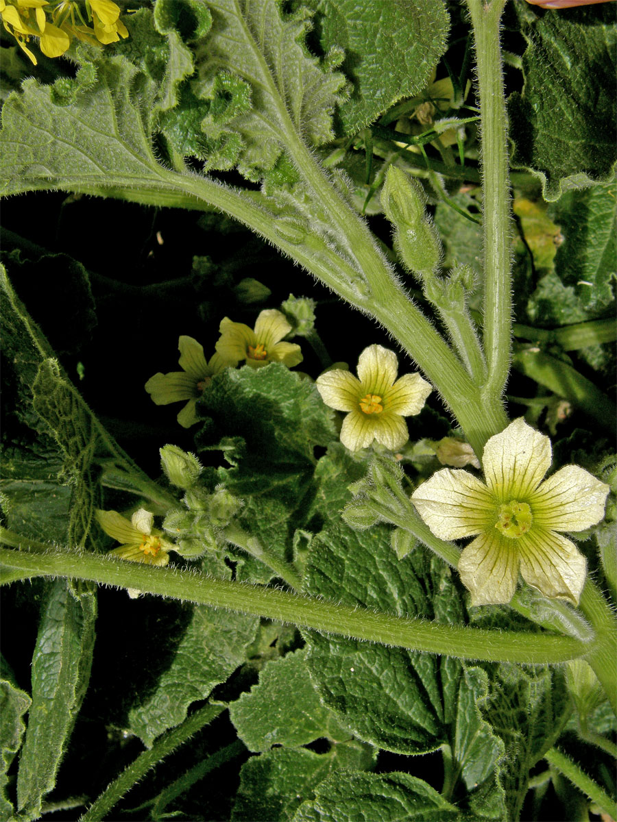 Tykvice stříkavá (Ecballium elaterium (L.) A. Rich.)