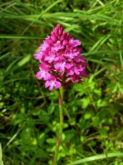 Rudohlávek jehlancovitý (Anacamptis pyramidalis (L.) L. C. Richard)