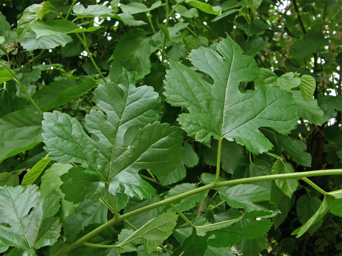 Morušovník bílý (Morus alba L.)