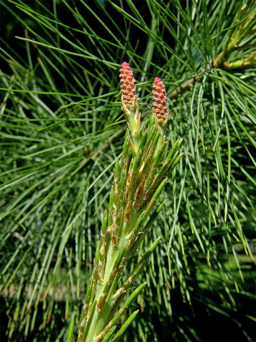 Borovice vejmutovka (Pinus strobus L.)