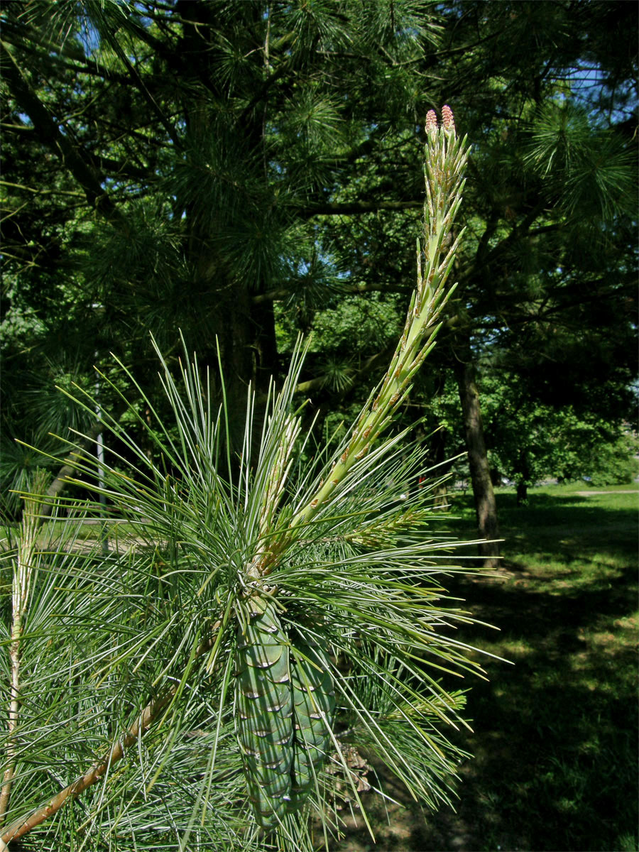 Borovice vejmutovka (Pinus strobus L.)