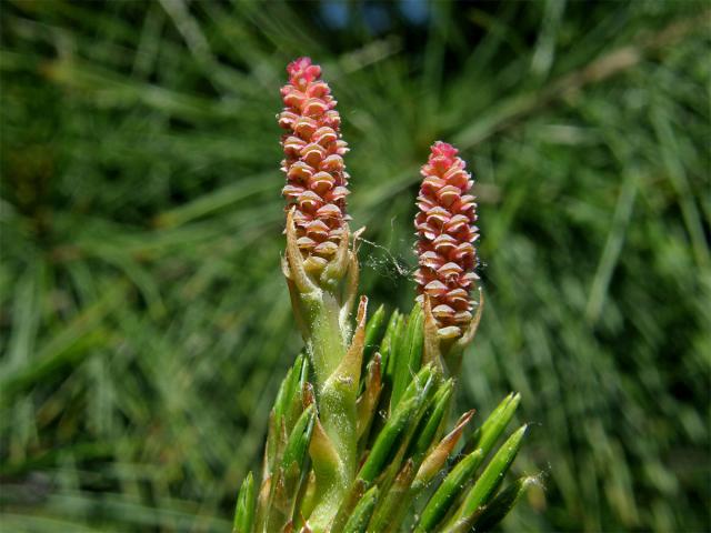 Borovice vejmutovka (Pinus strobus L.)