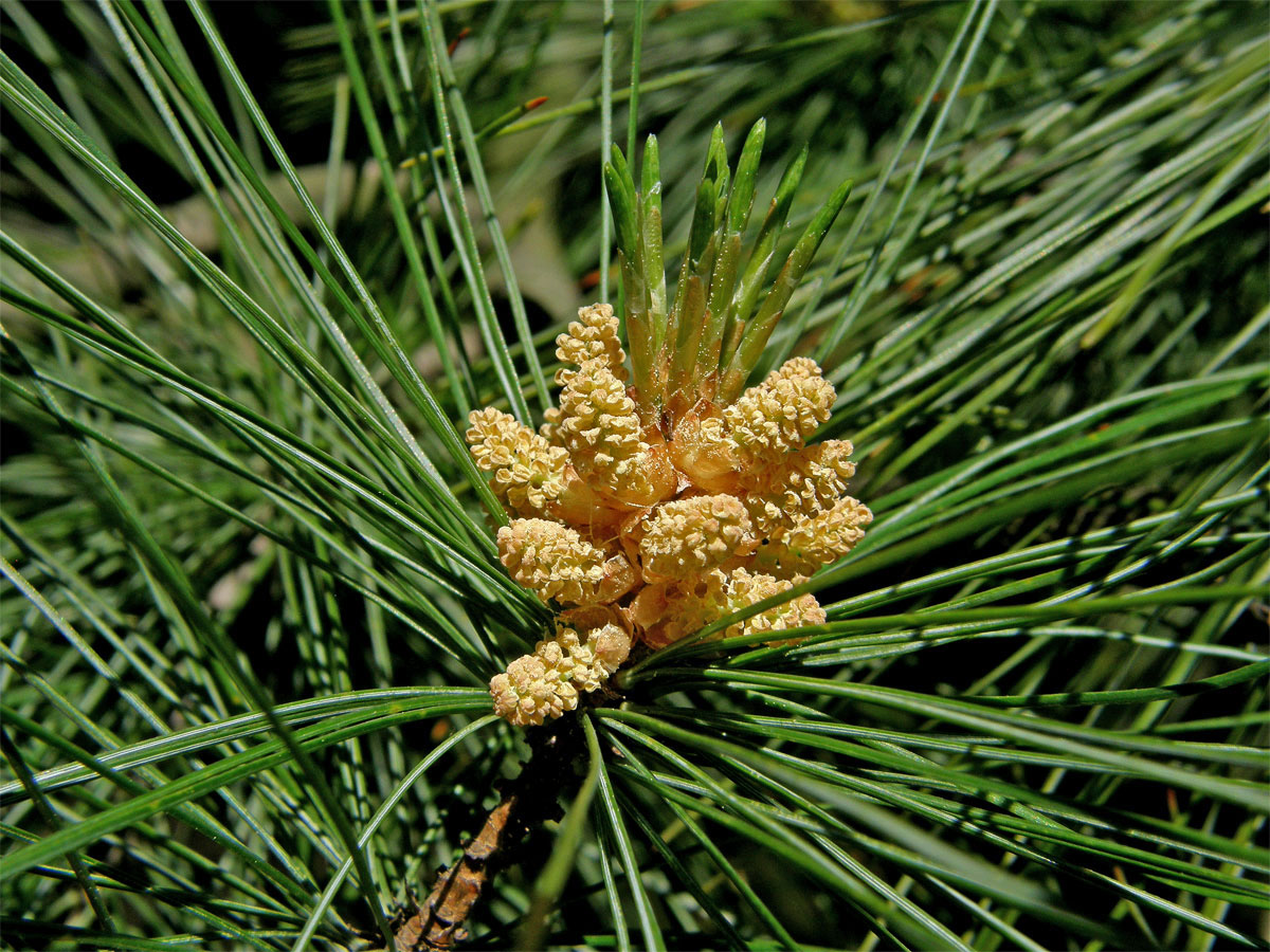 Borovice vejmutovka (Pinus strobus L.)