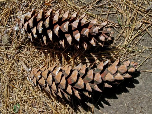 Borovice vejmutovka (Pinus strobus L.)