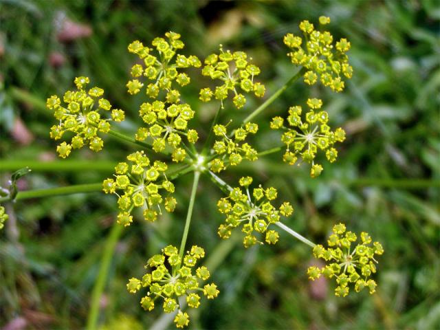 Pastinák setý (Pastinaca sativa L.)