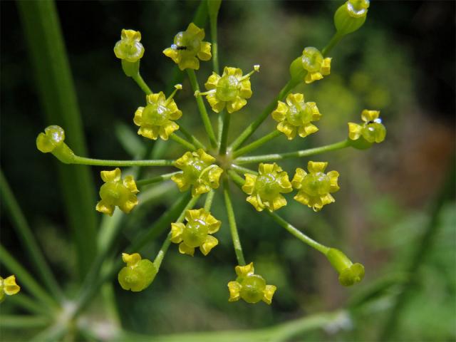 Pastinák setý (Pastinaca sativa L.)