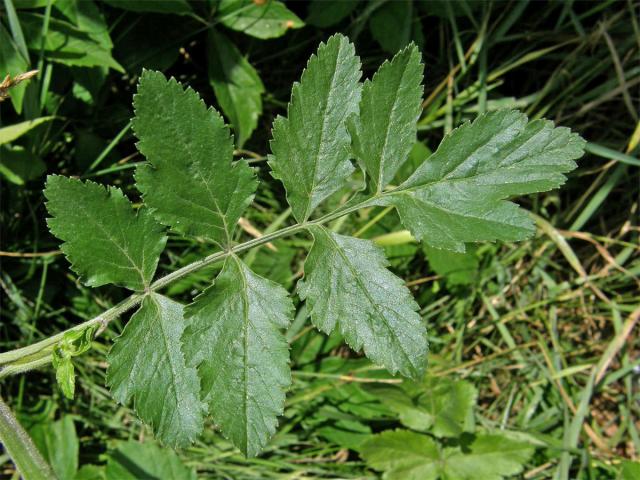 Pastinák setý (Pastinaca sativa L.)