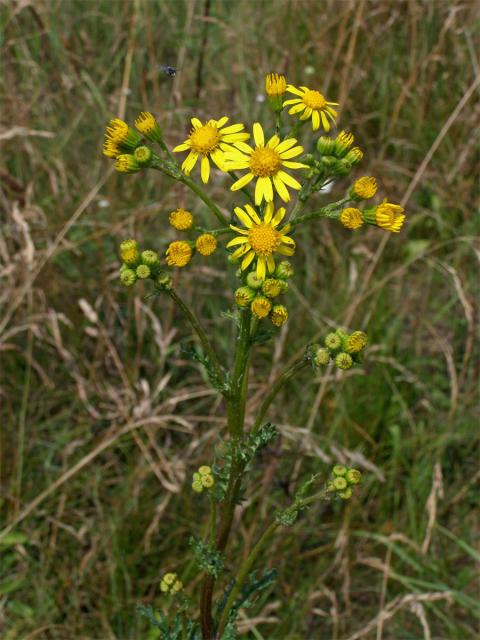 Starček přímětník (Senecio jacobaea L.)