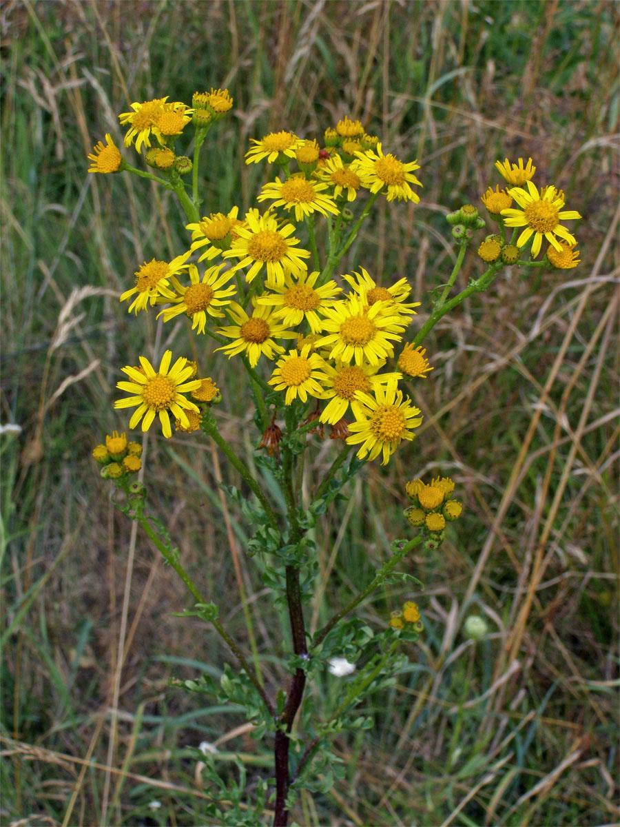 Starček přímětník (Senecio jacobaea L.)