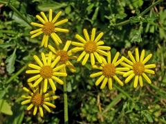 Starček přímětník (Senecio jacobaea L.)