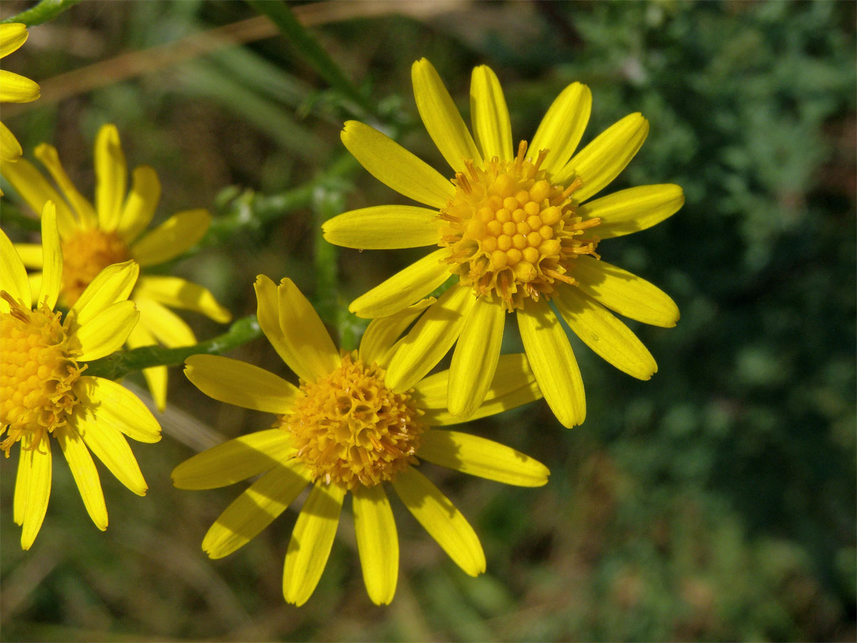 Starček přímětník (Senecio jacobaea L.)