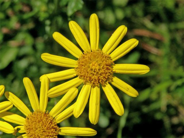 Starček přímětník (Senecio jacobaea L.)