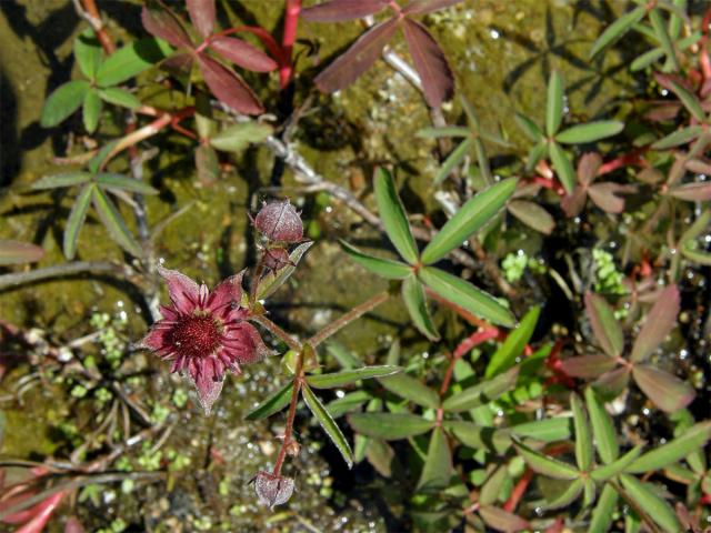 Mochna bahenní (Potentilla palustris (L.) Scop.)