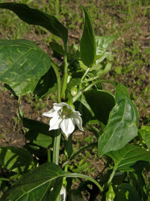 Paprika setá (Capsidum annuum L.)