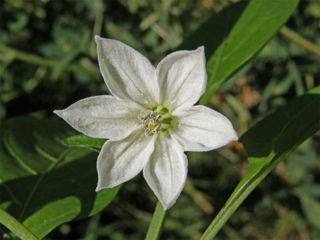 Paprika setá (Capsidum annuum L.)