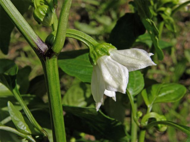 Paprika setá (Capsidum annuum L.)