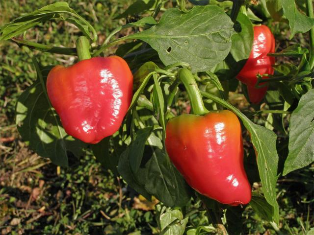 Paprika setá (Capsidum annuum L.)