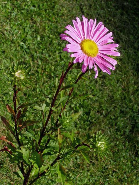 Astra čínská (Callistephus sinensis (L.) Nees)