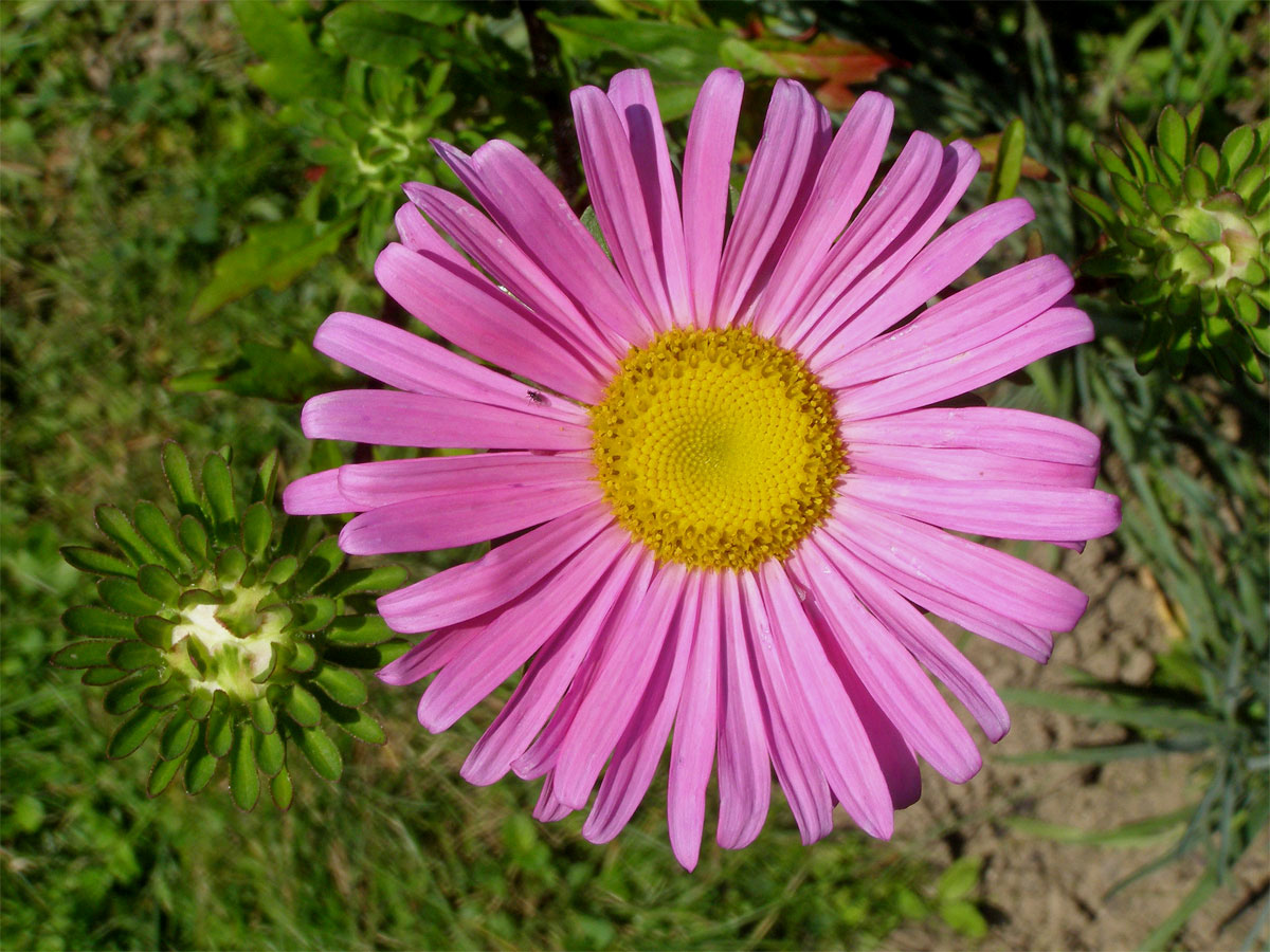 Astra čínská (Callistephus sinensis (L.) Nees)