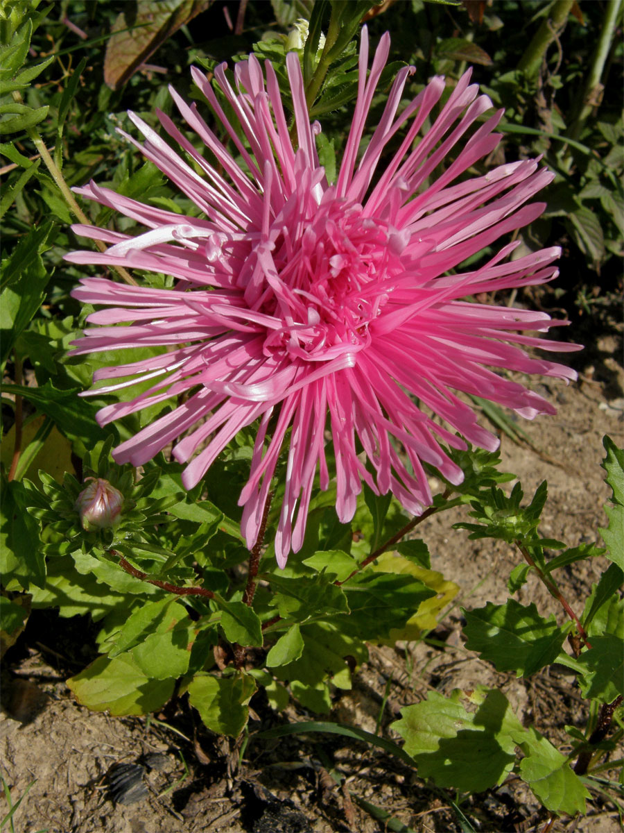 Astra čínská (Callistephus sinensis (L.) Nees)