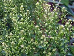 Řeřicha rumní (Lepidium ruderale L.)