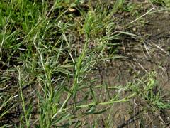 Řeřicha rumní (Lepidium ruderale L.)