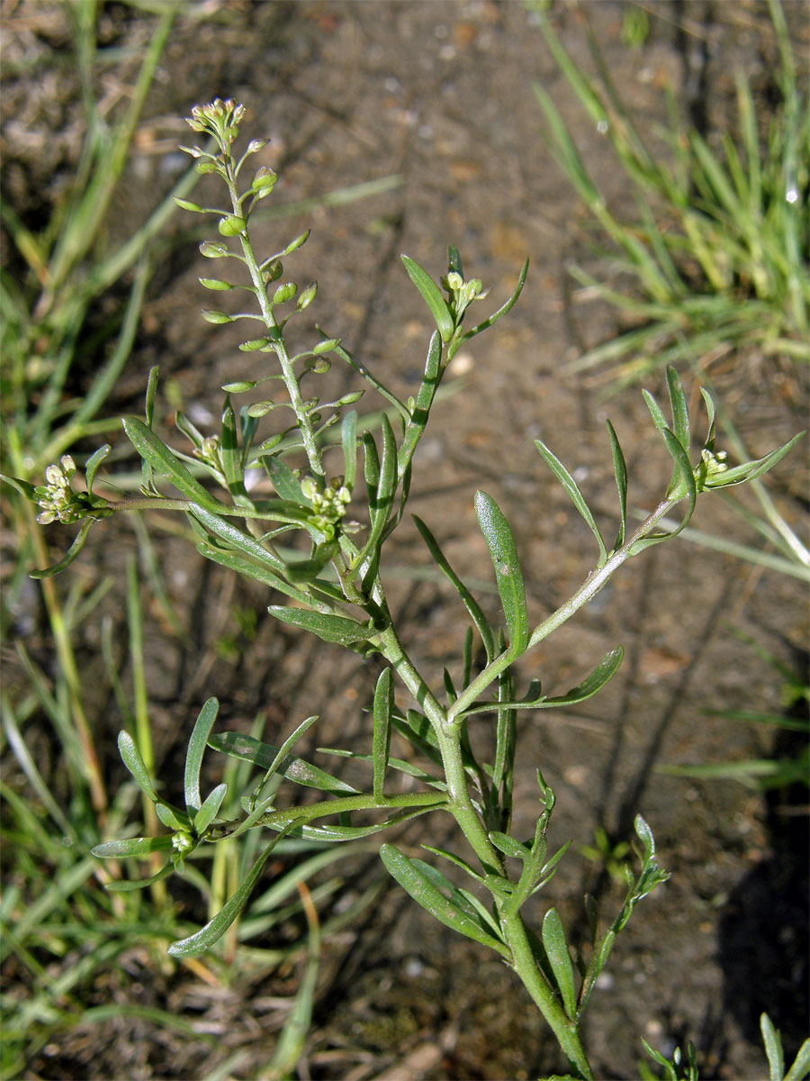 Řeřicha rumní (Lepidium ruderale L.)