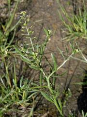 Řeřicha rumní (Lepidium ruderale L.)