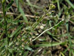 Řeřicha rumní (Lepidium ruderale L.)