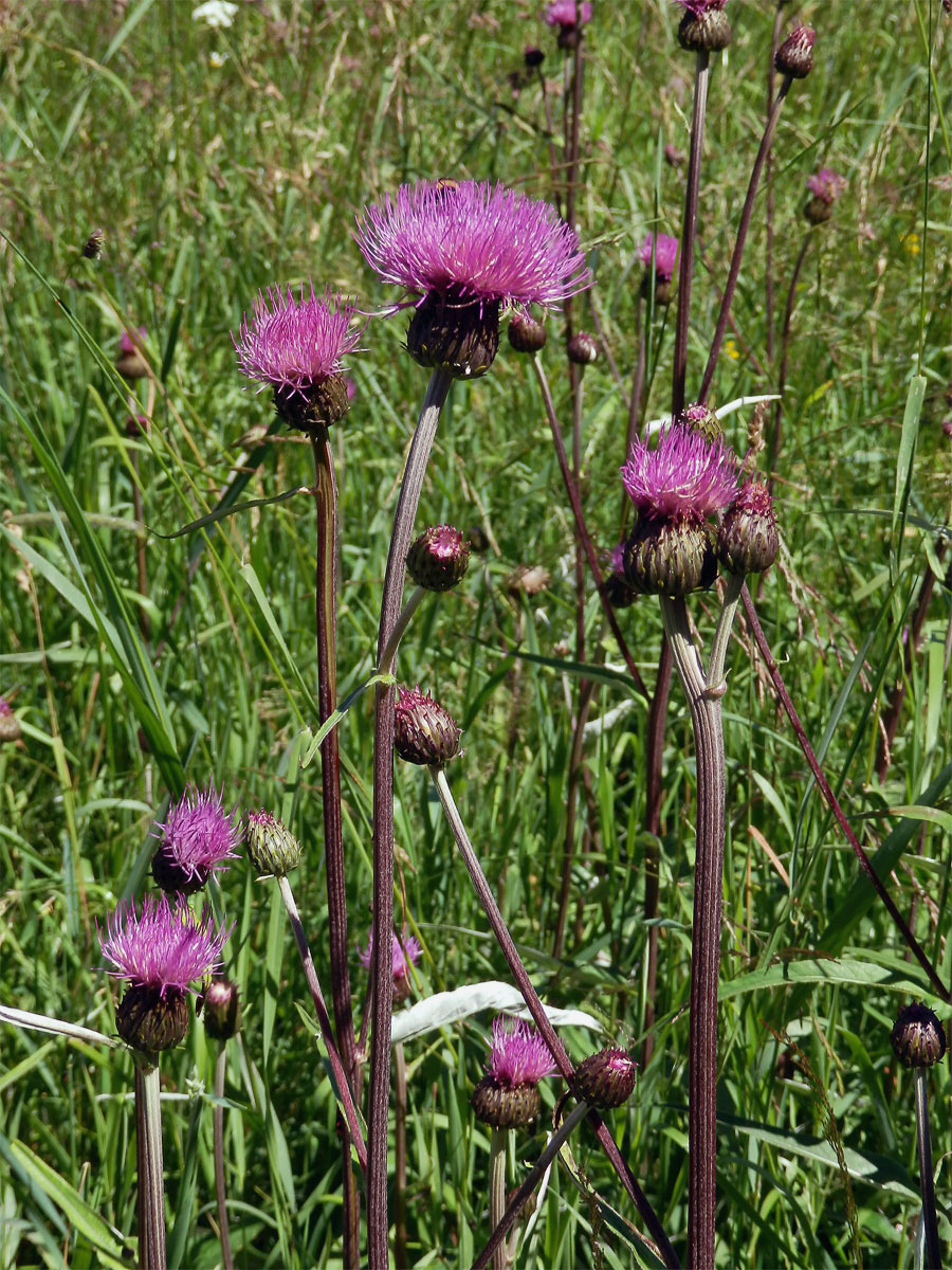 Pcháč různolistý (Cirsium heterophyllum (L.) Hill)