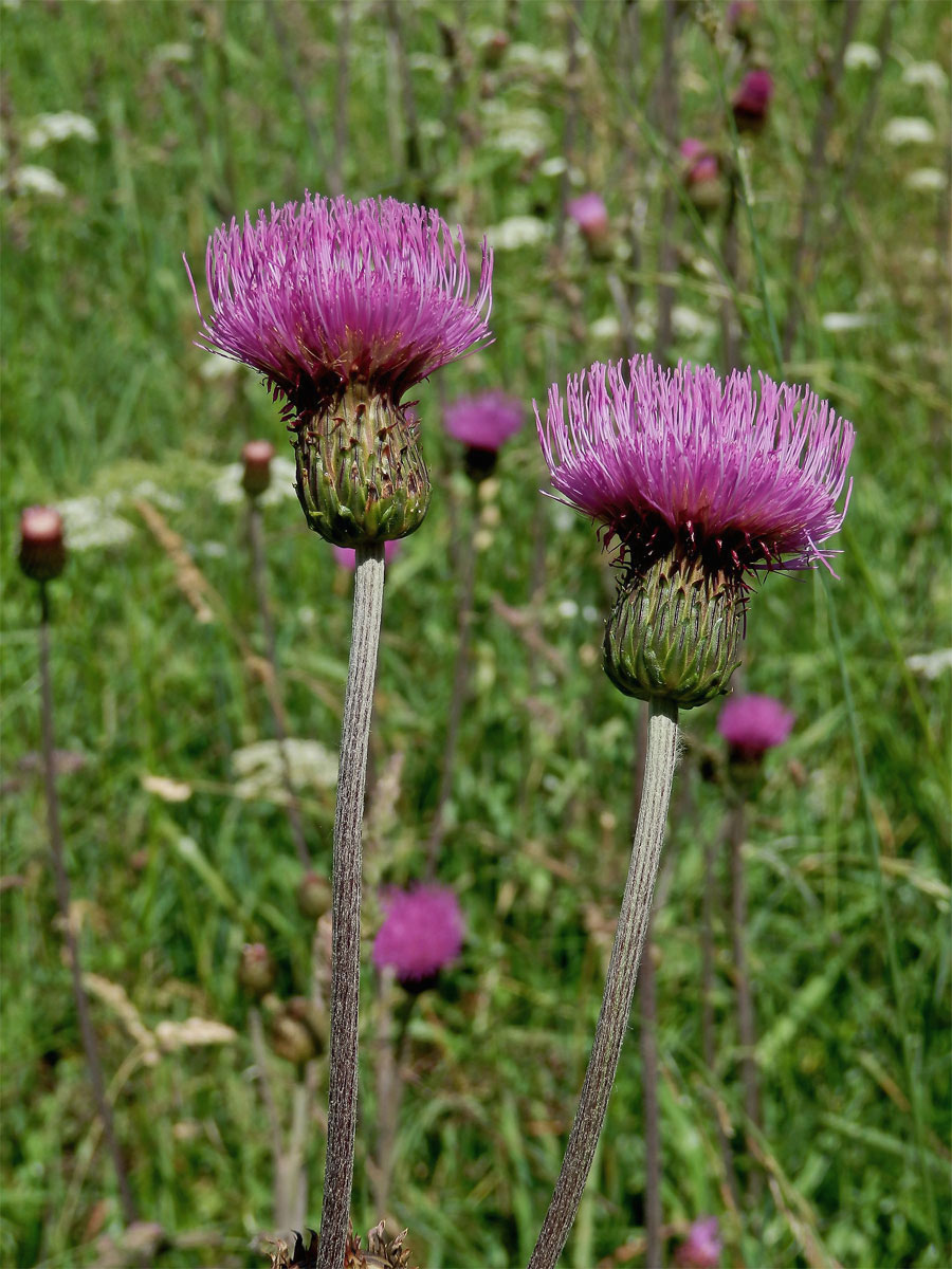 Pcháč různolistý (Cirsium heterophyllum (L.) Hill)